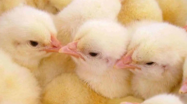 Chick Breeding