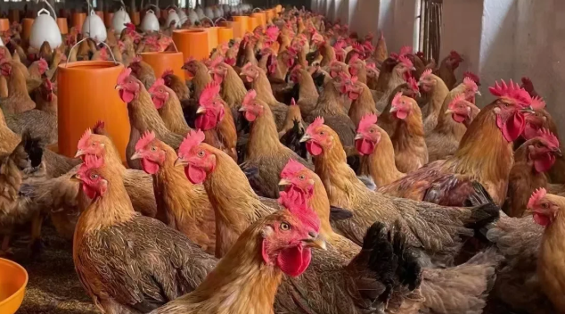 Broiler Chicken Farming