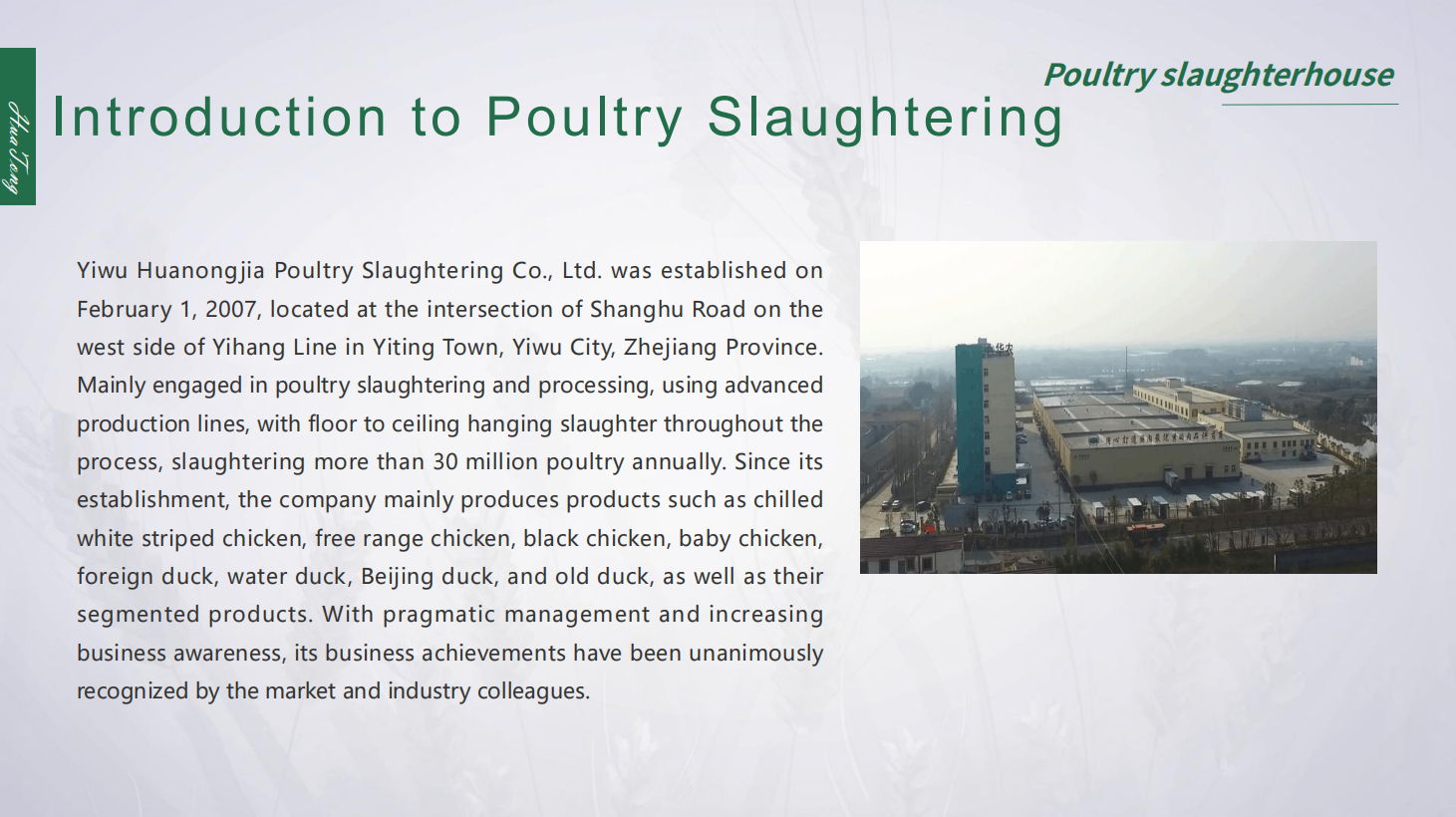 Poultry Slaughter